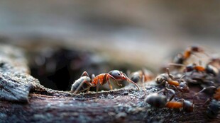 蚂蚁聚集在木头上
