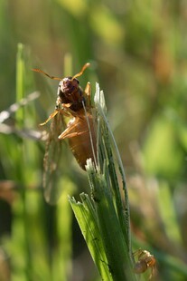 草丛中的小昆虫
