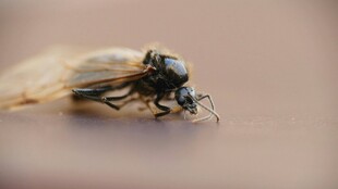 微距下的甲虫特写