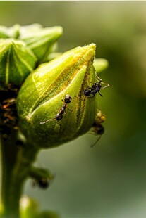 绿苞上的蚂蚁