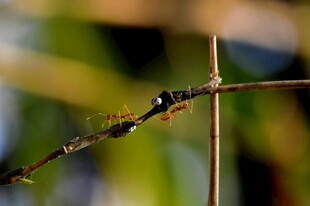 树枝上的毛毛虫