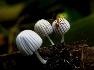 白色条纹蘑菇与小昆虫