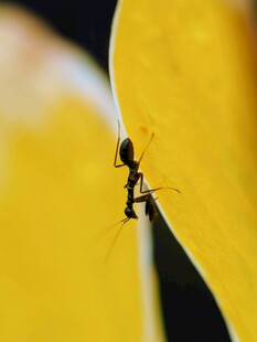 黄叶片上的独行蚂蚁