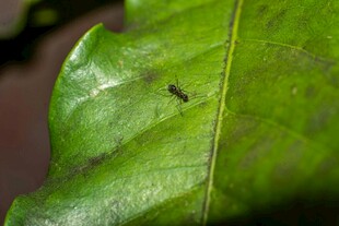 绿叶上的小昆虫