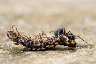 蚂蚁合力搬运昆虫尸体