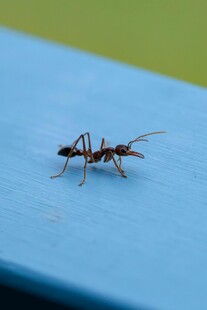 蓝色背景上的独行蚂蚁