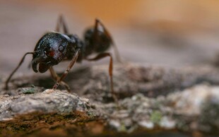 微距下的蚂蚁特写
