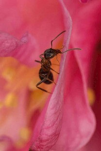 粉色花瓣上的小昆虫