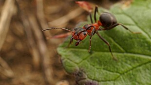 红黑相间昆虫停于绿叶上