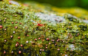 青苔上的红色小颗粒景观