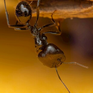 微距下的黑色蚂蚁