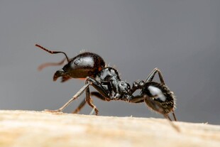 微距下的蚂蚁特写