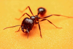 微距下的黑色蚂蚁