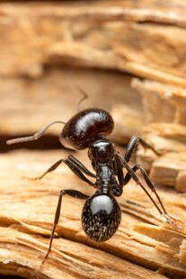 木头上的黑蚂蚁