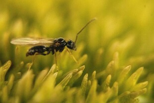 草丛中的黑黄相间小蜂