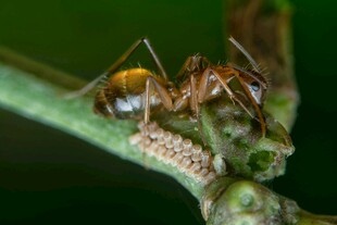 蚂蚁守护蚜虫获甜液