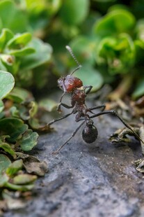 微距下的蚂蚁与绿植