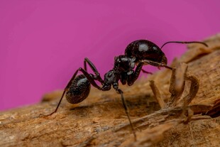 黑色蚂蚁于木头上觅食