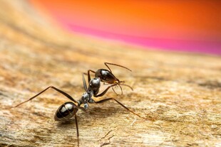 黑蚂蚁在木头上互动