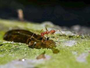 绿叶上的红蚂蚁