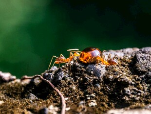 微距下的橙色蚂蚁