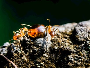 树枝上的橙色蚂蚁