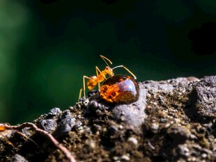 岩石上的多彩蚂蚁