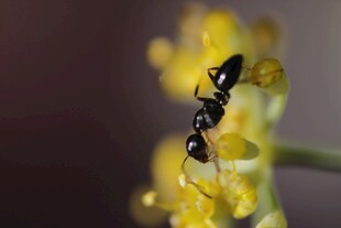 微距下的黑色蚂蚁