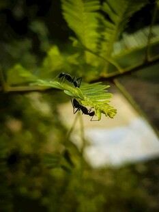 绿叶上的黑色昆虫