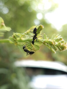 绿叶上的两只蚂蚁