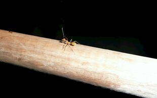 木杆上的小蚂蚁