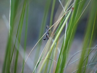 草丛中的昆虫特写