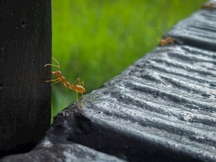木边忙碌的蚂蚁
