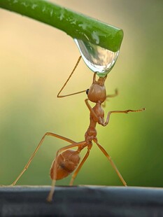 蚂蚁托举晶莹水珠瞬间