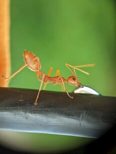 树枝上的两只螳螂