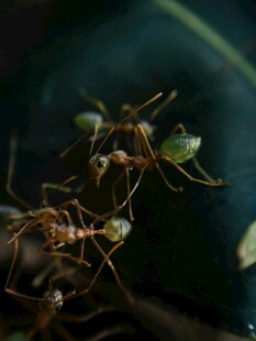 蚂蚁群在绿叶上忙碌