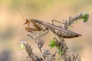 栖息于植物上的螳螂