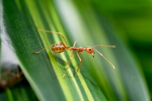 绿叶上的红蚂蚁