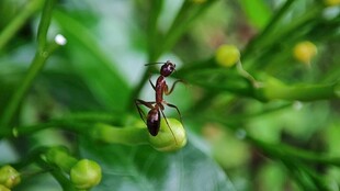 绿叶上的蚂蚁特写