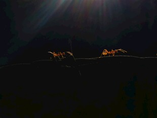 黑暗中奔跑的动物身影