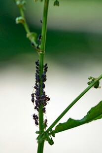 植物上的紫花与绿叶