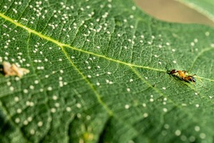 绿叶上的小昆虫