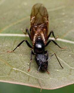 叶上的黑色昆虫