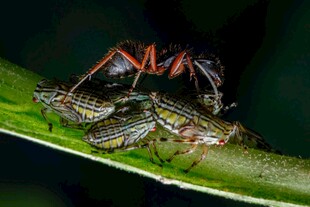 蚂蚁守护蚜虫画面