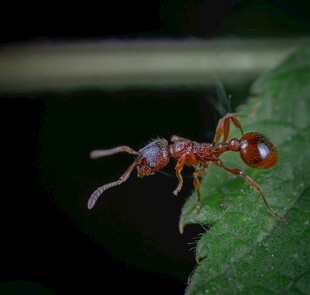 红蚂蚁栖息于绿叶之上