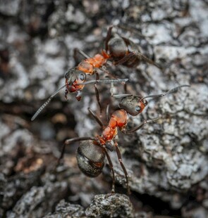 两只蚂蚁在岩石上互动