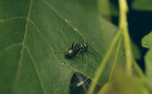 绿叶上的两只昆虫