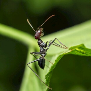 绿叶上的黑色蚂蚁