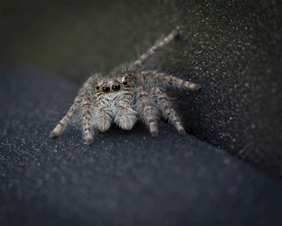 微距下的可爱跳蛛