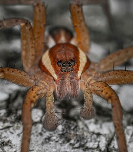 特写威武的红棕色大蜘蛛